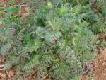  Phacelia tanacetifolia - Vue de la plante
